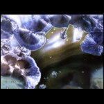 Inside Sapphire detail.jpg